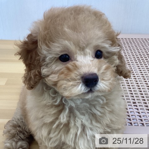 トイ・プードルの写真
