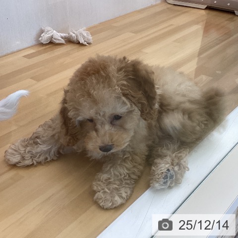 香川県のトイプードル(トイ) (ペットプラス 高松店/2025年9月24日生まれ/女の子/アプリコット)の子犬の4枚目の画像