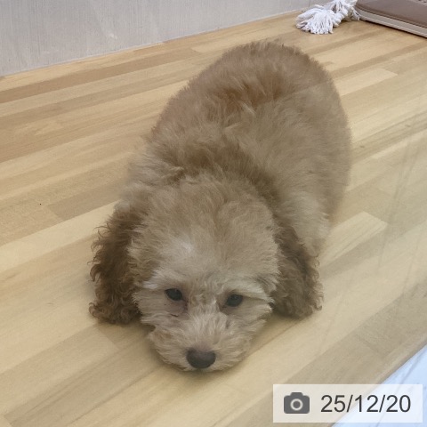 香川県のトイプードル(トイ) (ペットプラス 高松店/2025年9月24日生まれ/女の子/アプリコット)の子犬の4枚目の画像