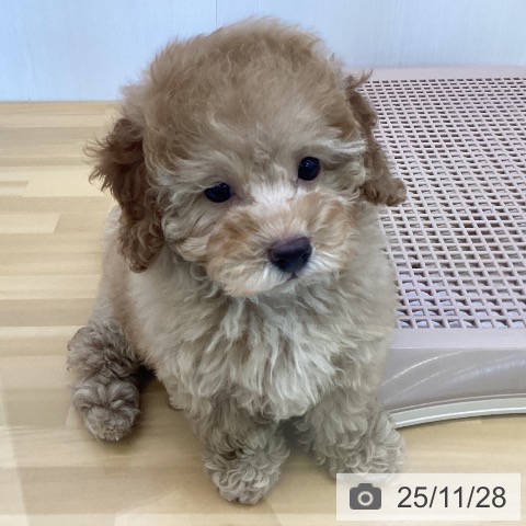トイ・プードルの写真