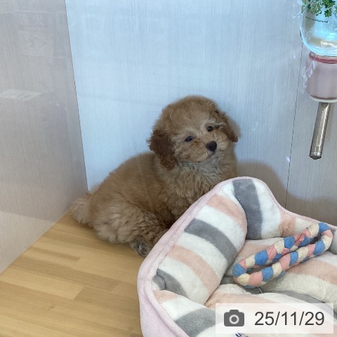 トイ・プードルの写真