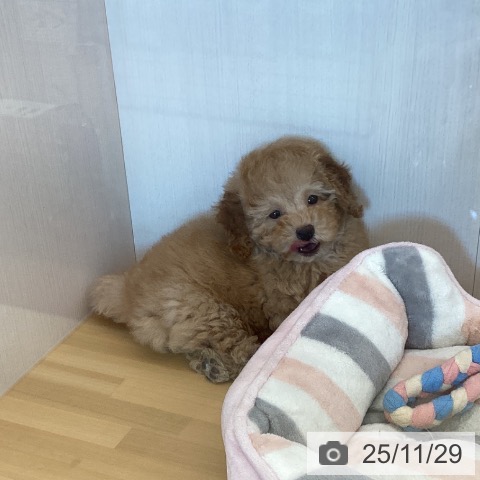 トイ・プードルの写真