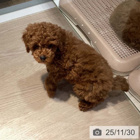 岡山県のトイプードル(トイ) (ペットプラス 岡山店/2025年9月21日生まれ/男の子/レッドフォーン)の子犬の3枚目の画像