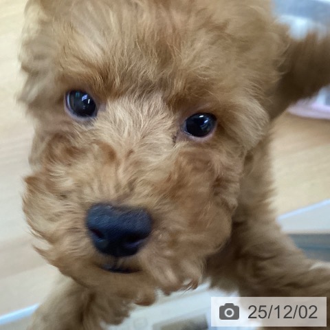 トイ・プードルの写真