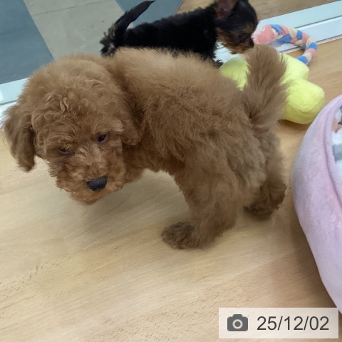 トイ・プードルの写真