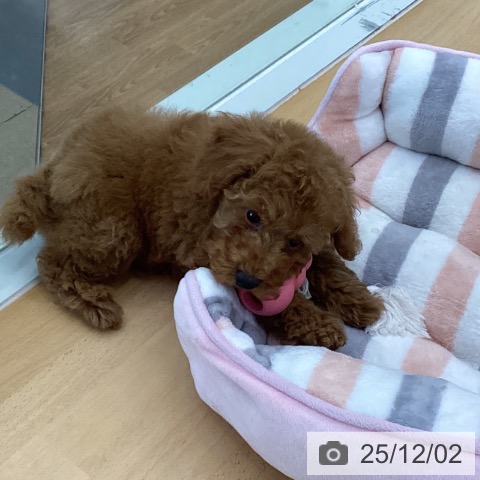 トイ・プードルの写真