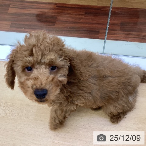 香川県のトイプードル(トイ) (ペットプラス 綾川店/2025年9月22日生まれ/男の子/オレンジフォーン)の子犬の4枚目の画像