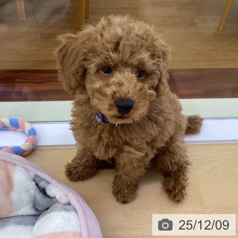 香川県のトイプードル(トイ) (ペットプラス 綾川店/2025年9月22日生まれ/男の子/オレンジフォーン)の子犬の3枚目の画像