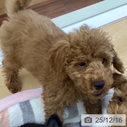 香川県のトイプードル(トイ) (ペットプラス 綾川店/2025年9月22日生まれ/男の子/オレンジフォーン)の子犬の3枚目の画像