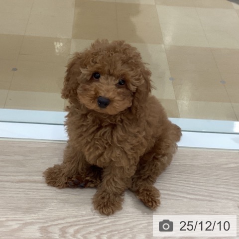 徳島県のトイプードル(トイ) (ペットプラス 徳島店/2025年9月22日生まれ/女の子/オレンジフォーン)の子犬の4枚目の画像