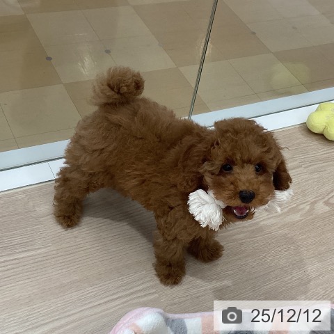 徳島県のトイプードル(トイ) (ペットプラス 徳島店/2025年9月22日生まれ/女の子/オレンジフォーン)の子犬の3枚目の画像