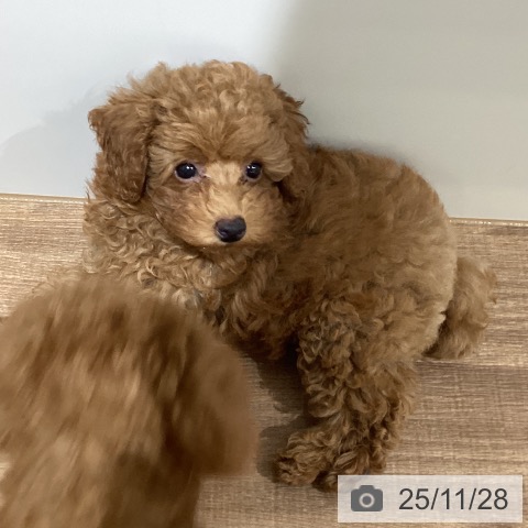 トイ・プードルの写真