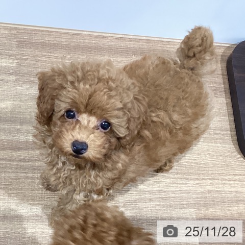 トイ・プードルの写真