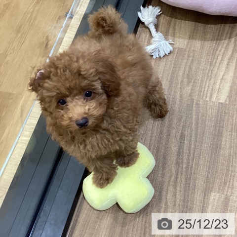 鳥取県のトイプードル(トイ) (ペッツワン 日吉津店/2025年9月22日生まれ/女の子/オレンジフォーン)の子犬の3枚目の画像