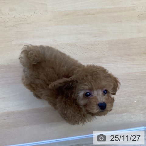 トイ・プードルの写真