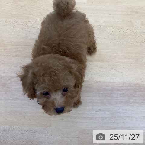 トイ・プードルの写真