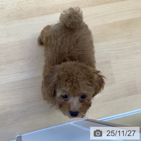 トイ・プードルの写真