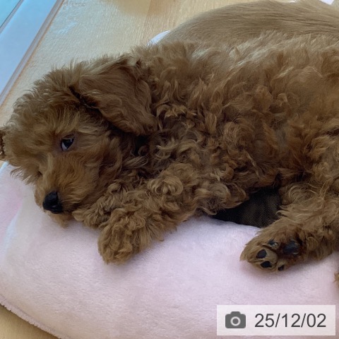 香川県のトイプードル(トイ) (ペットプラス 綾川店/2025年9月22日生まれ/女の子/オレンジフォーン)の子犬の4枚目の画像