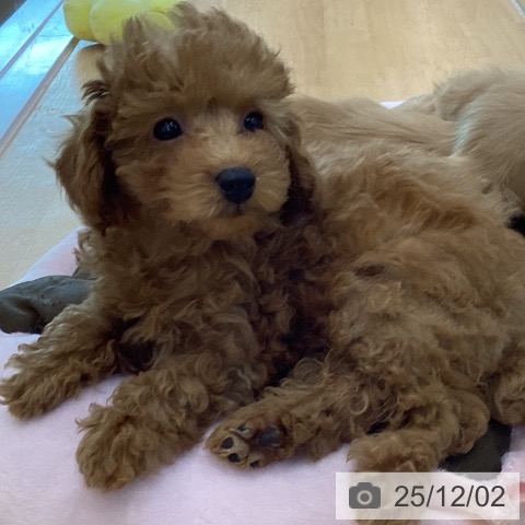 香川県のトイプードル(トイ) (ペットプラス 綾川店/2025年9月22日生まれ/女の子/オレンジフォーン)の子犬の3枚目の画像