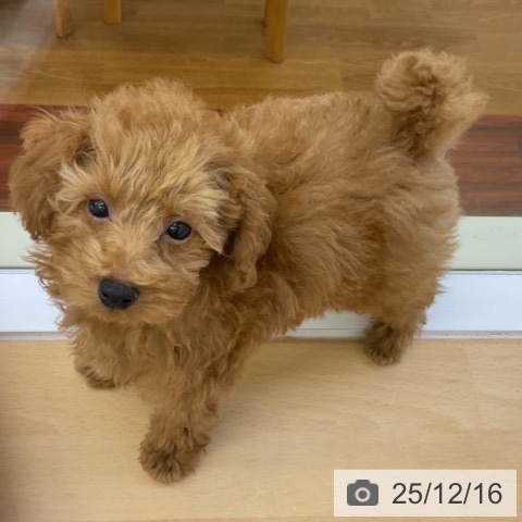 香川県のトイプードル(トイ) (ペットプラス 綾川店/2025年9月22日生まれ/女の子/オレンジフォーン)の子犬の4枚目の画像