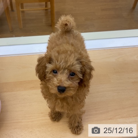 香川県のトイプードル(トイ) (ペットプラス 綾川店/2025年9月22日生まれ/女の子/オレンジフォーン)の子犬の3枚目の画像