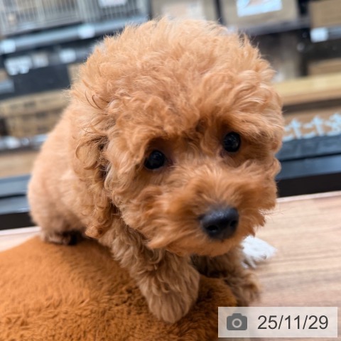 岡山県のトイプードル(トイ) (ペッツワン 岡山南店/2025年9月17日生まれ/男の子/レッド)の子犬の4枚目の画像