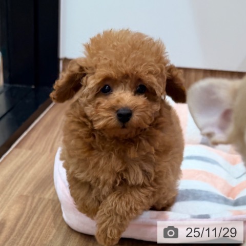 岡山県のトイプードル(トイ) (ペッツワン 岡山南店/2025年9月17日生まれ/男の子/レッド)の子犬の3枚目の画像