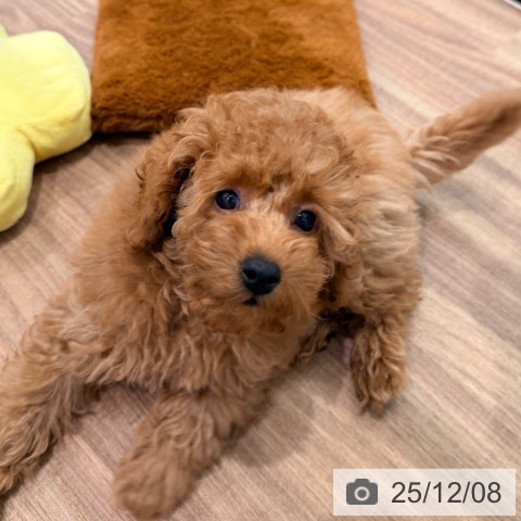 岡山県のトイプードル(トイ) (ペッツワン 岡山南店/2025年9月17日生まれ/男の子/レッド)の子犬の3枚目の画像