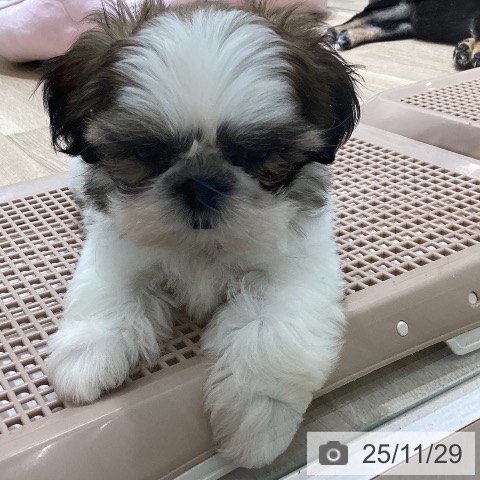 シー・ズーの写真