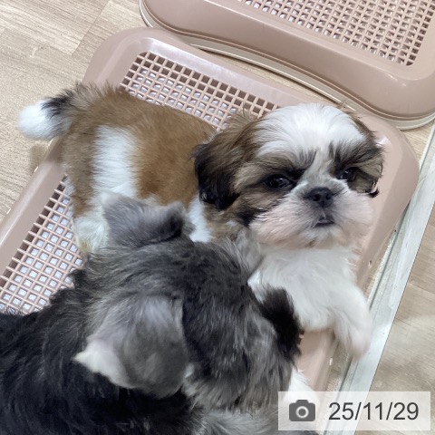 シー・ズーの写真