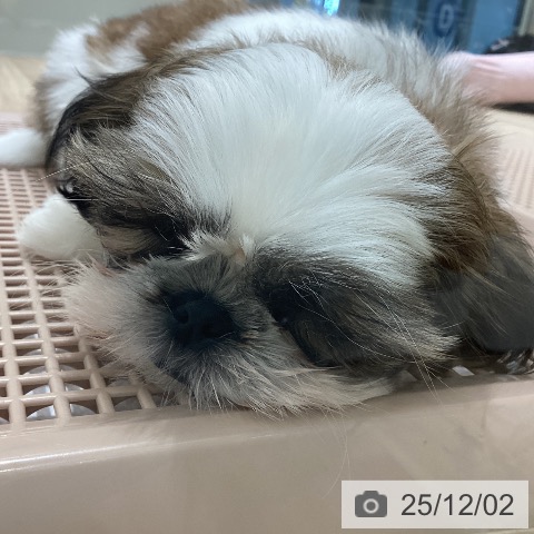 長野県のシーズー (ペットプラス 須坂店/2025年9月24日生まれ/男の子/ゴールドホワイト)の子犬の4枚目の画像