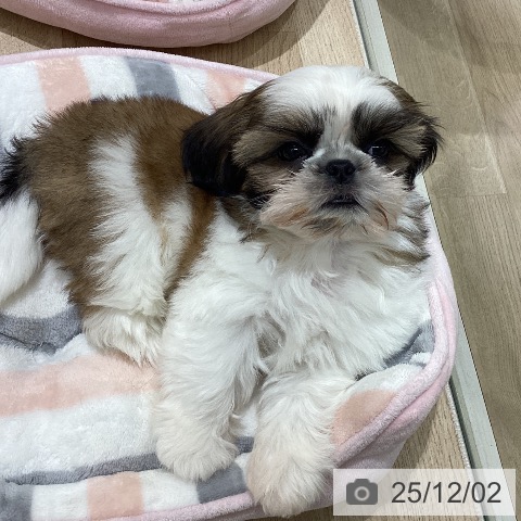 長野県のシーズー (ペットプラス 須坂店/2025年9月24日生まれ/男の子/ゴールドホワイト)の子犬の3枚目の画像