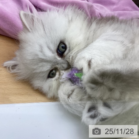 ペルシャの写真