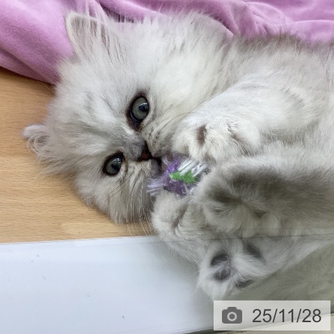 ペルシャの写真