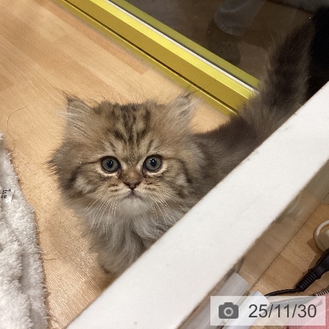 ペルシャの写真