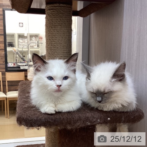 ラグドールの写真