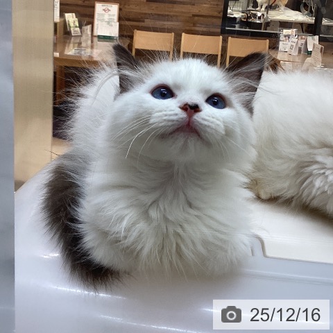 徳島県のラグドール (ペットプラス 徳島店/2025年9月25日生まれ/男の子/シールポイントバイカラー)の子猫の3枚目の画像