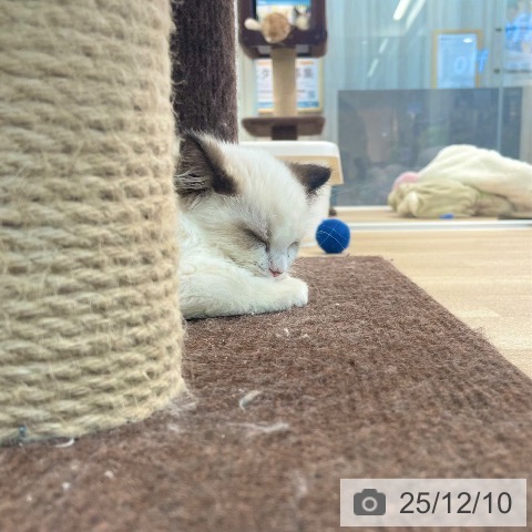 ラグドールの写真