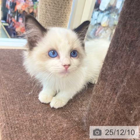 ラグドールの写真