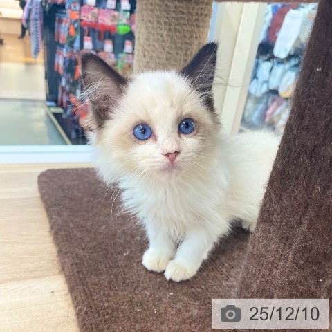 ラグドールの写真