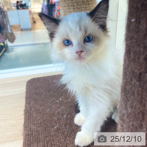 ラグドールの写真