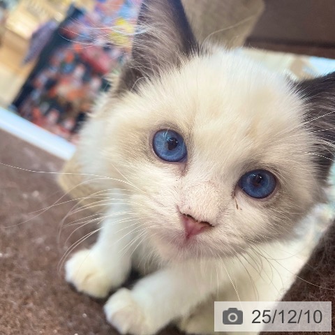 ラグドールの写真