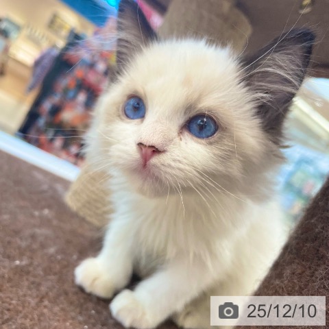 ラグドールの写真