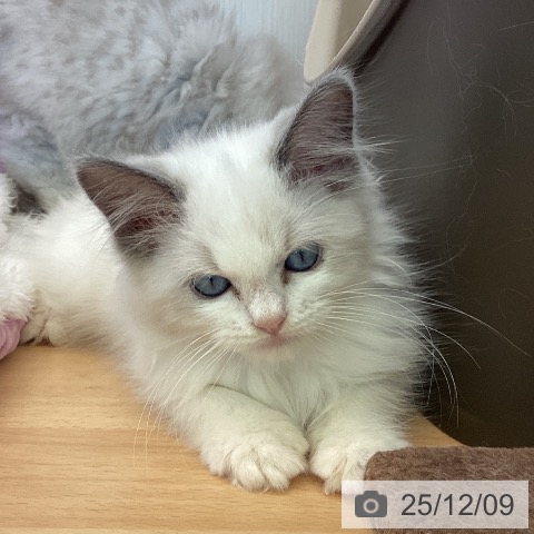 香川県のラグドール (ペットプラス 高松店/2025年9月25日生まれ/男の子/ブルーポイントバイカラー)の子猫の4枚目の画像