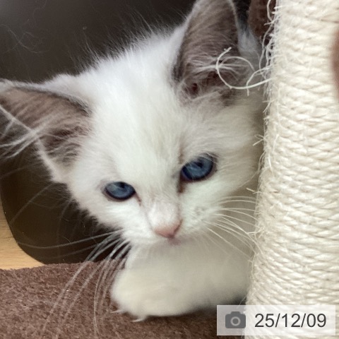 香川県のラグドール (ペットプラス 高松店/2025年9月25日生まれ/男の子/ブルーポイントバイカラー)の子猫の3枚目の画像