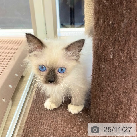 ラグドールの写真