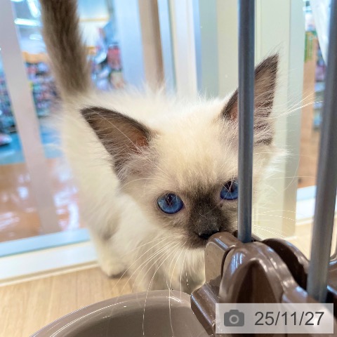 ラグドールの写真