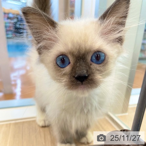 ラグドールの写真