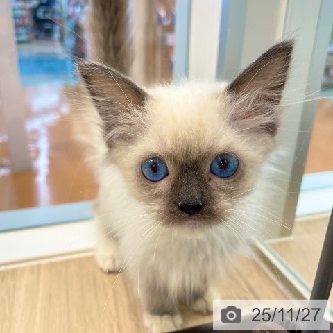 ラグドールの写真