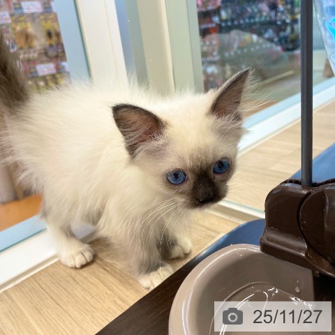 ラグドールの写真